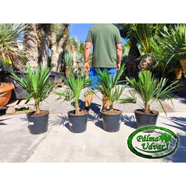 Trachycarpus Fortunei Kínai kenderpálma 70-80cm teljes magasság
