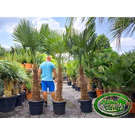 Trachycarpus Fortunei Kínai kenderpálma 80-90cm törzs