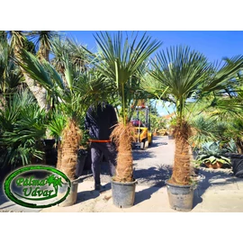 Trachycarpus Fortunei Kínai kenderpálma 80-90cm törzs