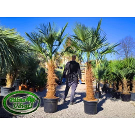Trachycarpus Fortunei Kínai kenderpálma 90-100cm törzs