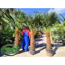 Trachycarpus Fortunei Kínai kenderpálma 90-100cm törzs