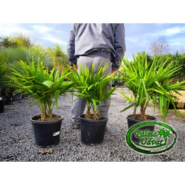 Trachycarpus Fortunei Kínai kenderpálma csoport 60-80cm teljes magasság