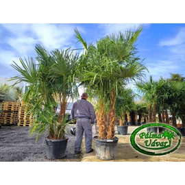 Trachycarpus Fortunei Kínai kenderpálma csoport 110L