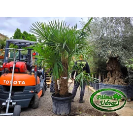 Trachycarpus Fortunei Kínai kenderpálma csoport 110L