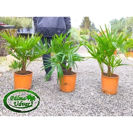 Trachycarpus Fortunei Kínai kenderpálma csoport Trachycarpus Fortunei Kínai kenderpálma csoport