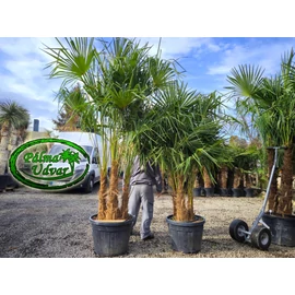 Trachycarpus Fortunei Kínai kenderpálma csoport 90L