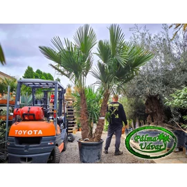 Trachycarpus Fortunei Kínai kenderpálma csoport EXTRA var. 1.