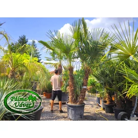 Trachycarpus Fortunei Kínai kenderpálma csoport EXTRA var. 1.