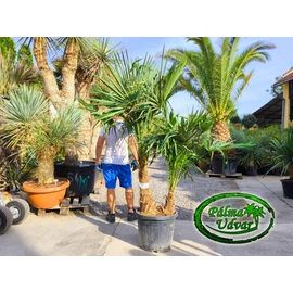 Trachycarpus Fortunei Kínai kenderpálma csoport DUPLA