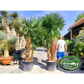 Trachycarpus Fortunei Kínai kenderpálma csoport DUPLA EXTRA