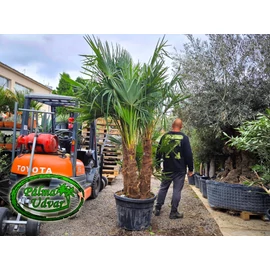 Trachycarpus Fortunei Kínai kenderpálma csoport EXTRA