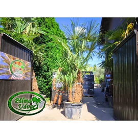 Trachycarpus Fortunei Kínai kenderpálma csoport 110L