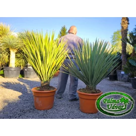 Yucca Treculeana 120-130cm teljes magasság