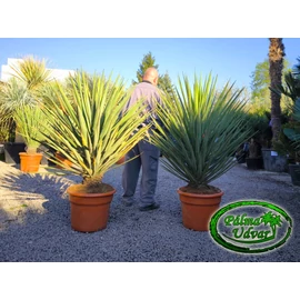 Yucca Treculeana 140-160cm teljes magasság