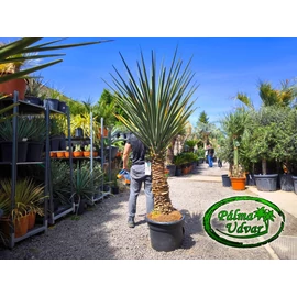 Yucca Treculeana var. 1