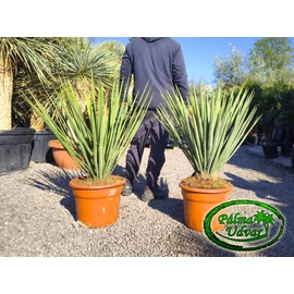 Yucca Treculeana 100-110cm teljes magasság