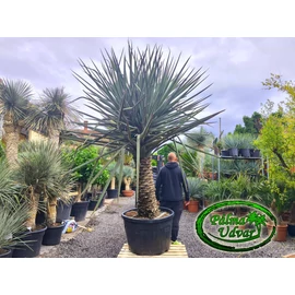 Yucca Treculeana EXTRA 310cm