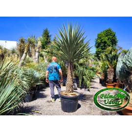 Yucca Treculeana EXTRA var. 1.