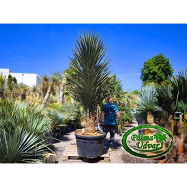 Yucca Treculeana EXTRA var. 2.