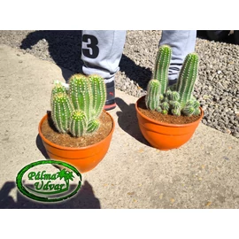 Trichocereus huascha  20 cm Ø kaktusz