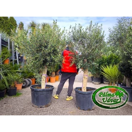 Olajfa - Olea Europaea Tronco Joven