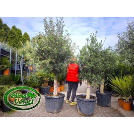 Olajfa - Olea Europaea Tronco Joven Extra