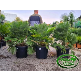 Chamaerops Humilis Vulcano 100-120cm 