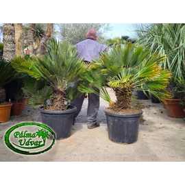 Chamaerops Humilis Vulcano 120-150cm 