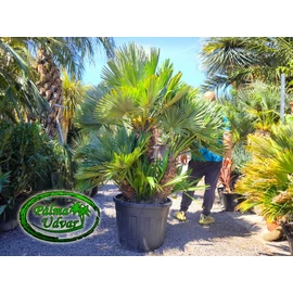Chamaerops Humilis Vulcano Óriás