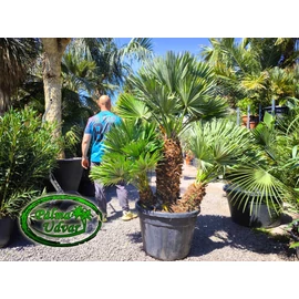 Chamaerops Humilis Vulcano Óriás var. 2