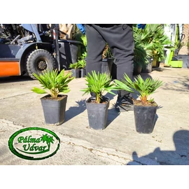 Chamaerops Humilis Vulcano 3L Chamaerops Humilis Vulcano 3L