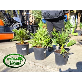 Chamaerops Humilis Vulcano 9L Chamaerops Humilis Vulcano 9L