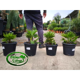 Chamaerops Humilis Vulcano 9L