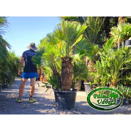 Chamaerops Humilis Vulcano Óriás