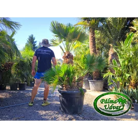 Chamaerops Humilis Vulcano Óriás var. 1