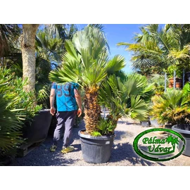 Chamaerops Humilis Vulcano Óriás var. 3