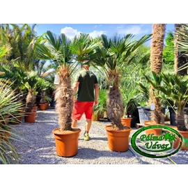 Trachycarpus wagnerianus - Japán kenderpálma törzs 100-110cm