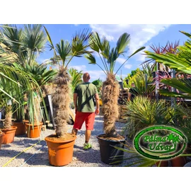 Trachycarpus wagnerianus - Japán kenderpálma törzs 120-130cm