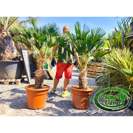 Trachycarpus wagnerianus - Japán kenderpálma törzs 50-60cm