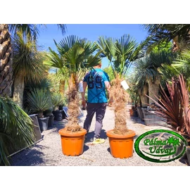 Trachycarpus wagnerianus - Japán kenderpálma törzs 90-100cm