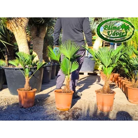 Trachycarpus wagnerianus - Japán kenderpálma törzs 10-20cm