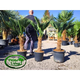 Trachycarpus wagnerianus - Japán kenderpálma törzs 30-40cm
