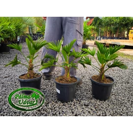 Trachycarpus wagnerianus - Japán kenderpálma teljes magasság 45-60cm