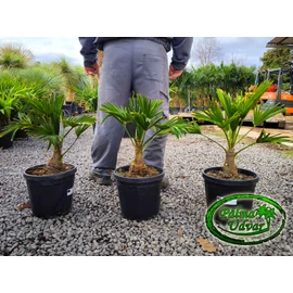 Trachycarpus wagnerianus - Japán kenderpálma teljes magasság 60-70cm