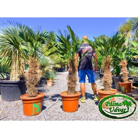 Trachycarpus wagnerianus - Japán kenderpálma törzs 70-80cm