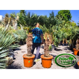 Trachycarpus wagnerianus - Japán kenderpálma törzs 80 - 90cm