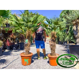 Trachycarpus wagnerianus - Japán kenderpálma törzs 80 - 90cm