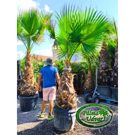 Washingtonia Robusta 100-110cm törzs