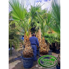 Washingtonia Robusta 100-110cm törzs