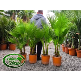 Washingtonia Robusta csoport 120-130cm teljes magasság Washingtonia Robusta csoport 120-130cm teljes magasság